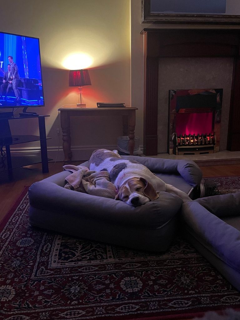 Cozy living room with fireplace and pet relaxing