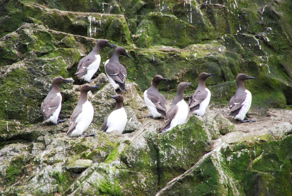 Guillemots gathering on mossy coastal cliffs at Gower Coast Nature Reserve